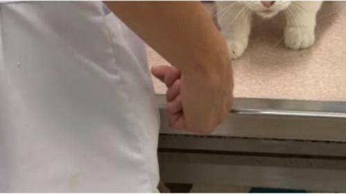 動物病院にいる猫