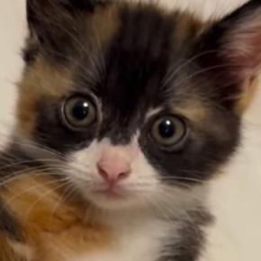 子猫の初めての体重測定→お皿の上に乗せると、だんだんウトウトしてきて…キュンとくる光景が66万再生「ポーズ決めてるｗ」「みんな悶絶ｗ」