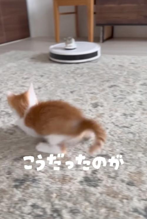 飛び跳ねる子猫