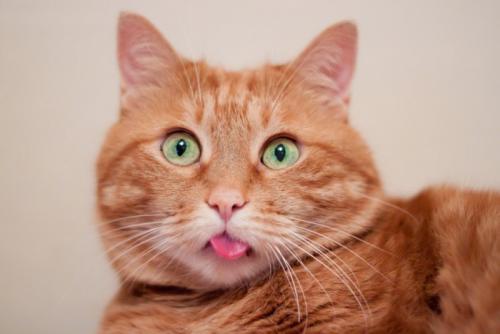 舌が出たままの猫