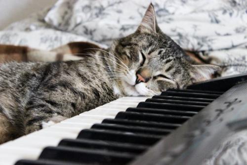 ピアノの上で眠る猫