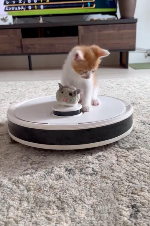 ネズミのぬいぐるみと子猫