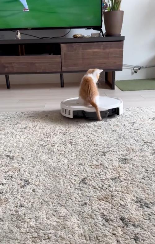 上に乗る子猫