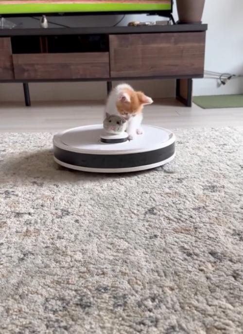 上に乗る子猫2
