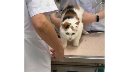 動物病院にいる猫