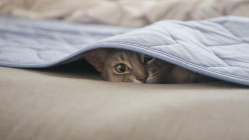 ベッドシーツに隠れる猫