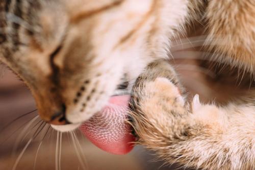 毛づくろいをする猫