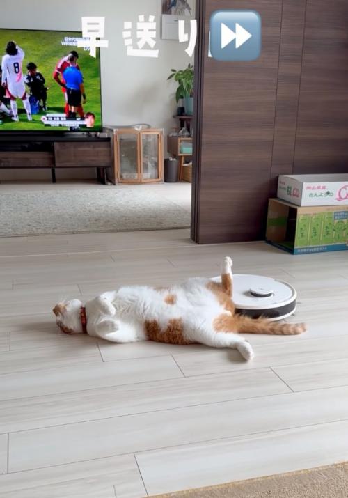 仰向けの猫