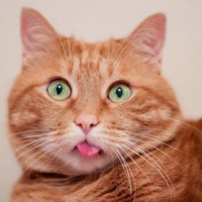 猫が『舌を出したまま』なときに考えられる理由3つ　お茶目な仕草では済まないことも？病気のリスクまで解説