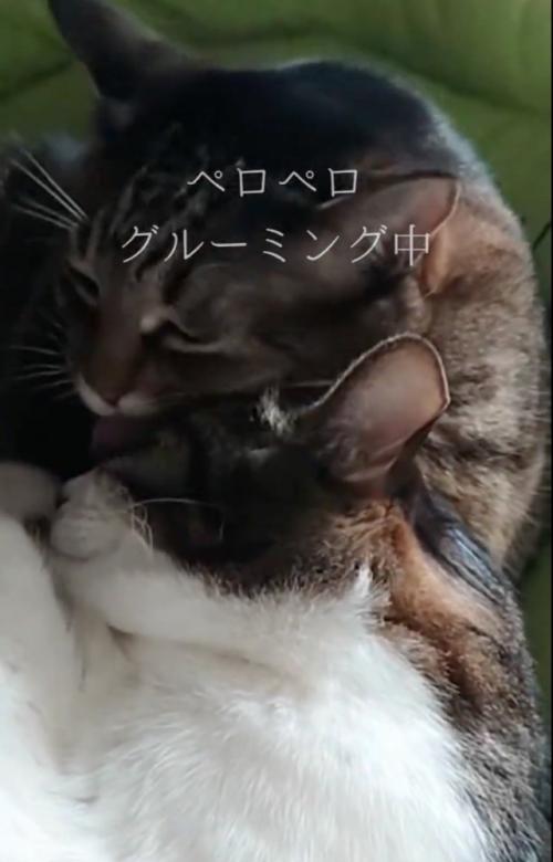 グルーミングする猫