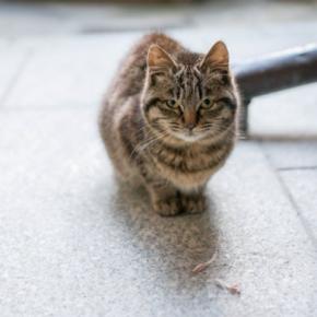 猫に『トラウマ』を植え付けるNG行為6選 絶対にやってはいけない理由や起こりうるトラブルまで
