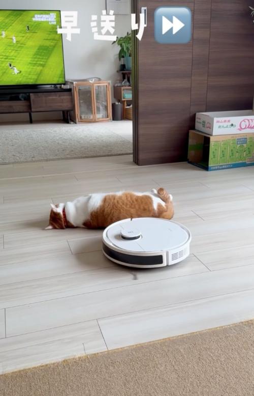 寝転がる猫3