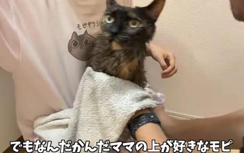 タオルで拭かれる猫