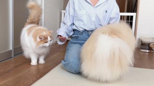 見つめる猫と犬の後ろ姿