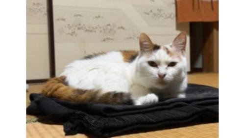 室内にいる猫