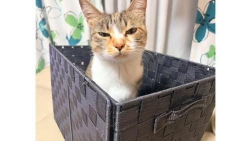 室内にいる猫