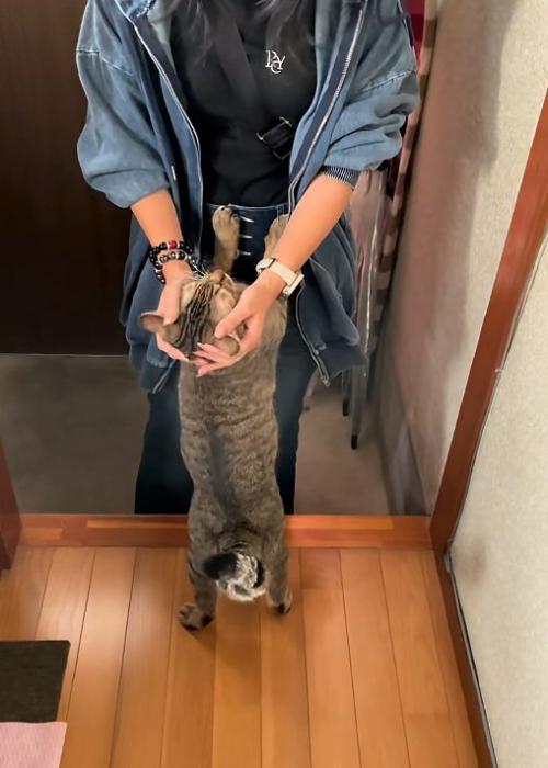 撫でられる猫