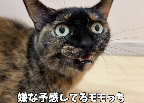 猫のアップ(嫌な予感しているモモっち)