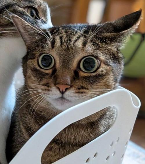 困った表情の猫
