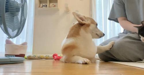 なでられる猫と犬
