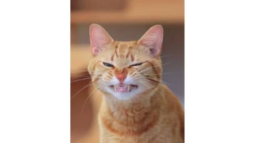 あくびしている猫