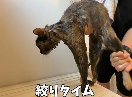 お風呂場で持ち上げられる猫(絞りタイム)
