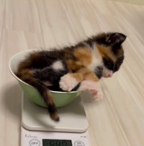 皿の中に入ってうたた寝する子猫