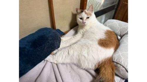 室内にいる猫