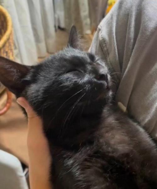 仰向けで眠っている黒猫の顔