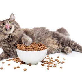 『よく食べる猫』との暮らしで注意したいこと4選 食べ過ぎによる健康リスクや適切な食事管理のコツ
