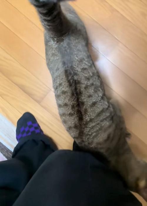 擦り付ける猫