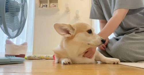 なでられている犬