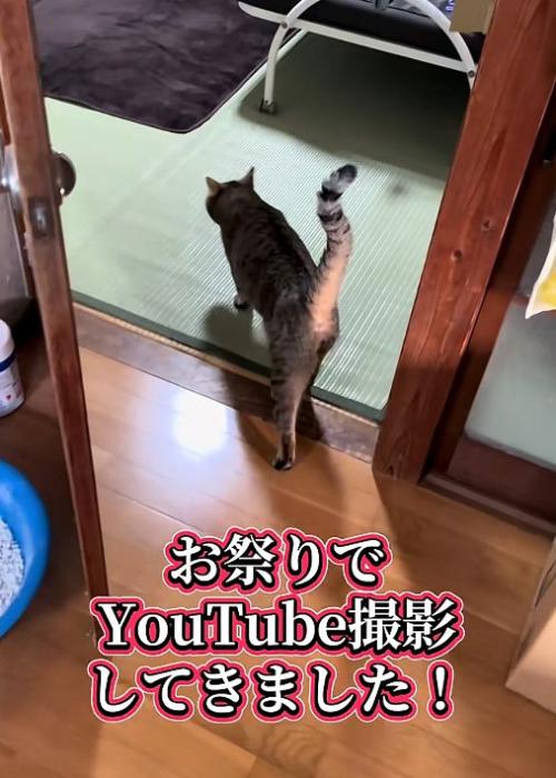 入って行く猫