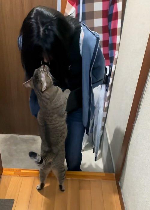 鼻を寄せる猫