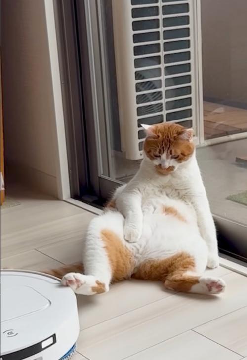 お掃除ロボットを蹴る猫