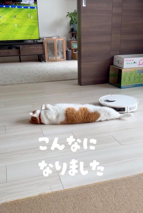寝転がる猫2