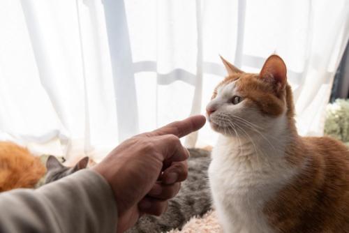 叱られる猫