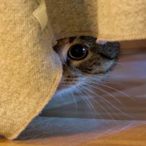 『人間不信な猫』に対して避けるべきNG行為5選 警戒してしまう理由や正しい関わり方まで解説