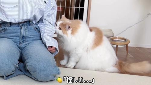 怪しい…
