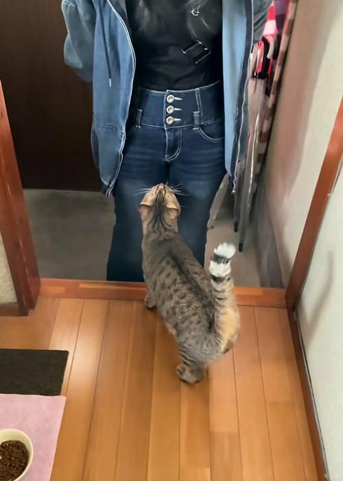 気になる猫
