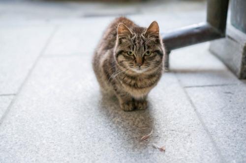 警戒する猫