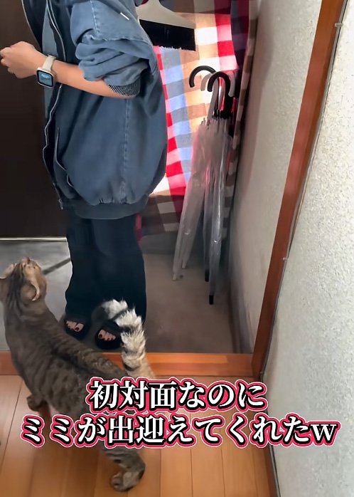 寄る猫