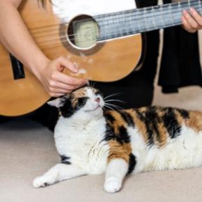 猫に『音楽を聴かせる』と起こりうる効果2選 おすすめの曲調から注意したいポイントまで