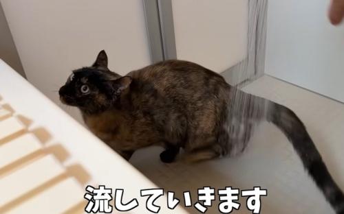 お風呂場で洗われる猫(流していきます)