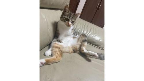 室内にいる猫