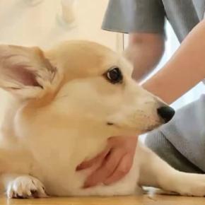 犬を撫でていると、『わたしも』と猫が割り込んできて…思わず笑ってしまう光景に8万いいね「思った以上にヌッと出てきたw」「すごいw」