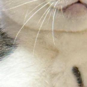 ママに両手で抱えられ、完全に脱力しきった様子の猫→『表情』を見ると…まさかの光景に1万4000いいね「顔ｗｗ」「栄養も吸われてて草」