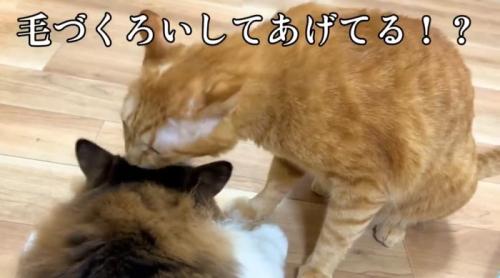 毛づくろいをしている2匹の猫