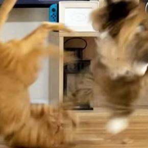 目が合えばケンカばかりしていた『2匹の元野良猫』が、現在…驚きの変化に「愛情が伝わった結果だね」「幸せな気持ちになった」と反響