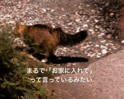 外に立っている猫の後ろ姿